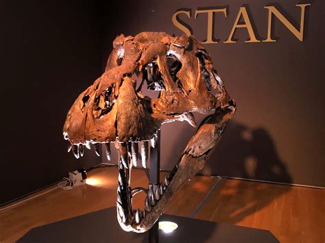tyrannosaurus fossil for sale